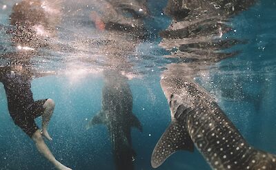 Snorkeling with whale sharks. Unsplash: Cameron Armstrong