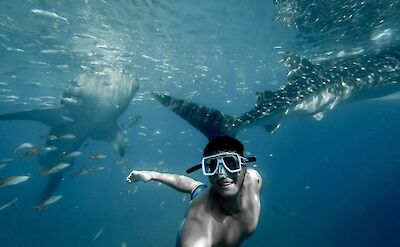 Snorkeling with whale sharks. Unsplash: Mikel