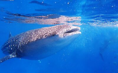 Whale shark. Unsplash: Olgaga