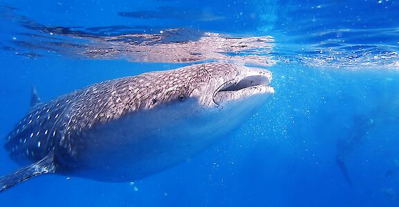 Whale shark. Unsplash: Olgaga