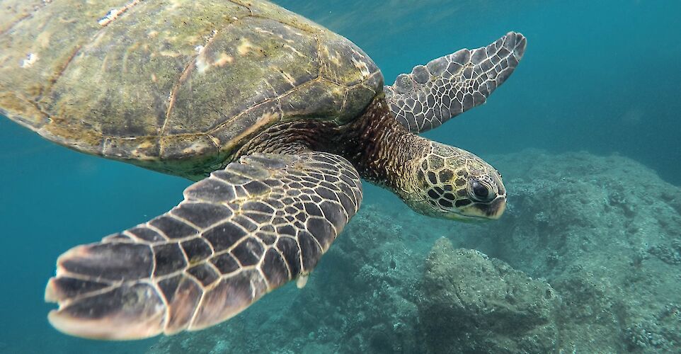 Sea turtle. Unsplash: Jeremy Bishop