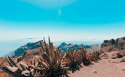 Cacti in Tenerife, Spain. Unsplash@Miltiadis Fragkidis