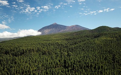 Forested landscape of Tenerife, Spain. Unsplash@Maxim Berg