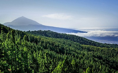 Forests and clouds, Tenerife, Spain. Unsplash@Quimi Font
