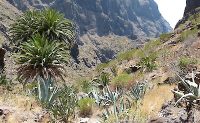 Palm Tree Canyon, Tenerife, Spain. CC:Iven Gummelt