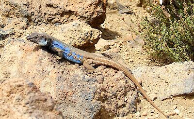Gallotia galloti, a wall lizard species endemic to Tenerife. CC:Petermann