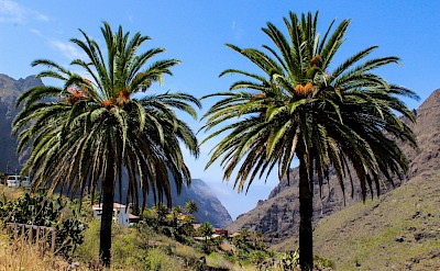 Two palm trees in Tenerife, Spain. Unsplash@Iulia Laslea
