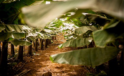 Walking through a banana plantation, Tenerife, Spain. Unsplash@Aiva Apsite