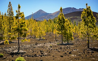 Yellow trees on Tenerife, Spain. Unsplash@Michal Mrozek