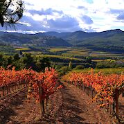 Costa Brava & the Pyrenees by E-Bike - Vineyards throughout Catalonia, Spain. Flickr:Angela Llop