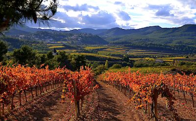 Vineyards throughout Catalonia, Spain. Flickr:Angela Llop