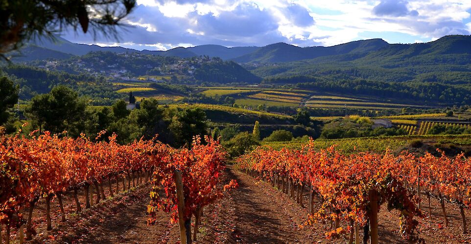 Vineyards throughout Catalonia, Spain. Flickr:Angela Llop