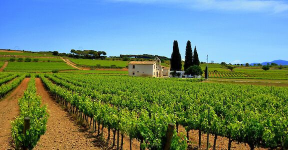 Vineyards in Catalonia, Spain. Flickr:Angela Llop