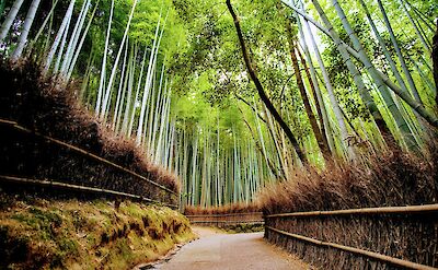 Arashiyama bamboo grove, Kyoto. Unsplash: Eleonora Albasi