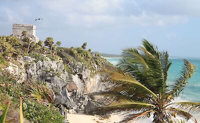 Swaying palm tree at Tulum, Mexico. CC:Mexico Kan Tours