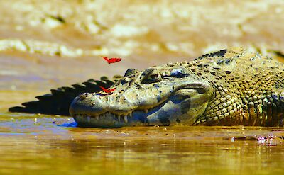 Caiman in the Amazon. Unsplash: Michael Jerrard