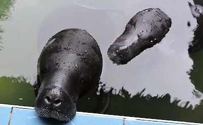 Manatee Rescue Center, Peru. Flickr: Alan Kotok