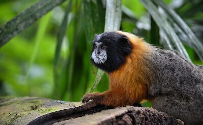 Monkey Island, Peru. Flickr: Christine Olson