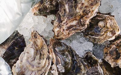 Oysters, Sonoma, California.