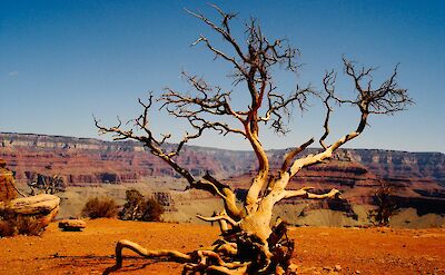 Dead tree, Grand Canyon, South Rim, Arizona, USA. Unsplash: Tim Jones