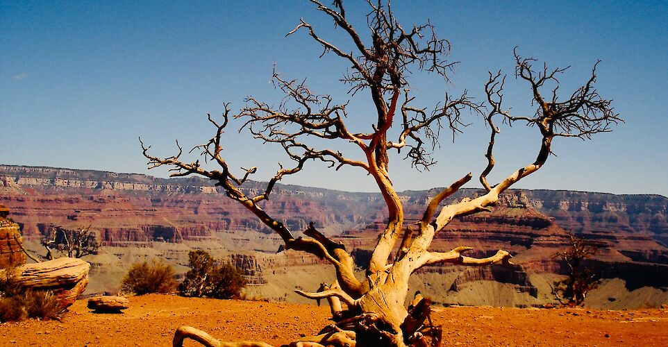 Dead tree, Grand Canyon, South Rim, Arizona, USA. Unsplash: Tim Jones