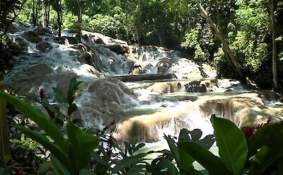 Foliage around Dunns River Falls, Ocho Rios, Jamaica. Flickr: Larry Syverson