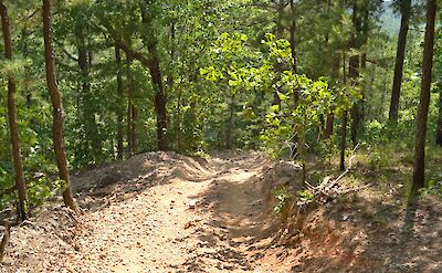 Trees around an ATV track. robert thigpen@Flickr