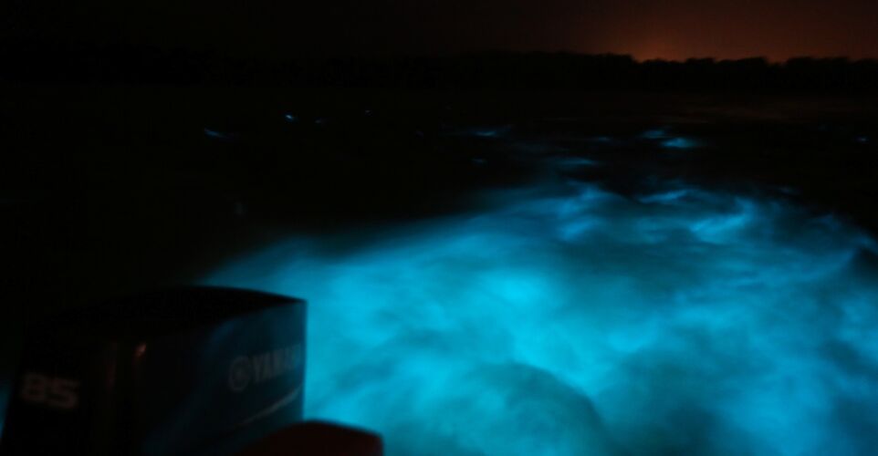 Luminous Lagoon, Jamaica. Daniel Gillaspia@Flickr