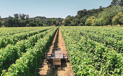 Dining in the vineyards, Sonoma, California, USA. CC: Bohemian Highway