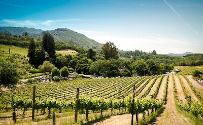 Flourishing vineyard, Sonoma, California, USA. Trent Erwin@Unsplash