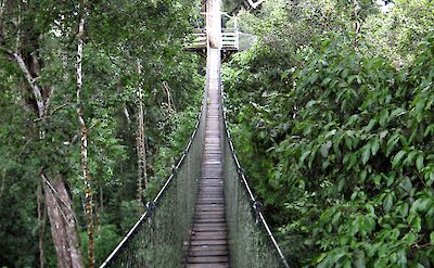 Canopy Walk, Amazon, Peru. Flickr:Filipe Fortes