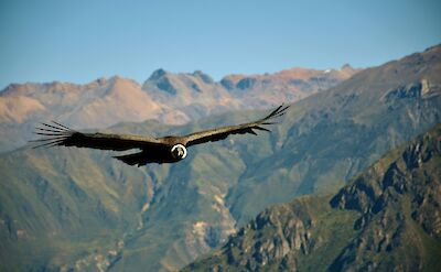 Condors in Colca Canyon, Peru. Unsplash:Jean Vella