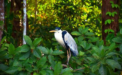 Heron on Lake Sandoval, Tambopata National Reserve, Peru. Unsplash:Jean Vella