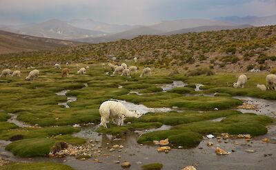 Landscapes of Peru! ©Jehiel