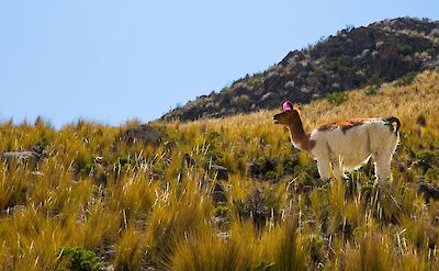 Llama in Peru. ©Jehiel