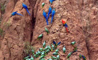 Parrot Clay Lick, Amazon, Peru. Flickr:Brian Ralphs