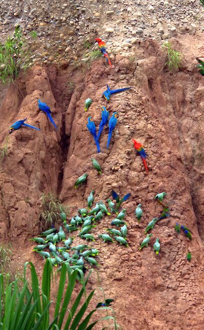 Parrot Clay Lick, Amazon, Peru. Flickr:Brian Ralphs