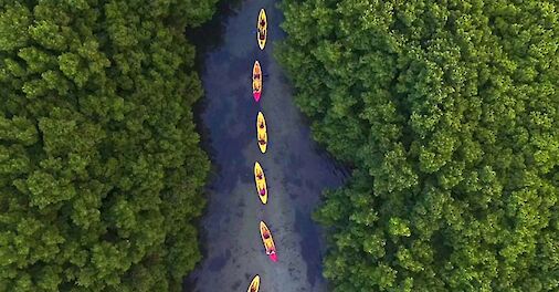 Kayaking through mangroves, Bio Bay, Puerto Rico.