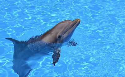 Dolphin sticking its head out of the water. Damian Patkowski@Unsplash