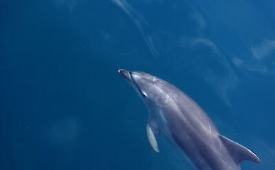 Dolphin swimming in the sea. Jen Milius@Unsplash