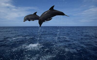 Dolphins jumping in the ocean. Getty Images@Unsplash