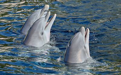 Dolphins with their mouths open. Zdenek Machacek@Unsplash