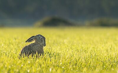 Rabbit in polder, Holland. Vincent Van Zalinge@Unsplash