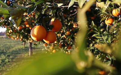 Cycling through Orange Groves, Portugal. Unsplash:Alvaro Carrilho