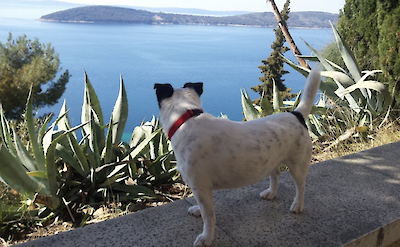 A dog admiring the view from Marjan Hill, Split, Croatia. CC:Given2Fly Adventures