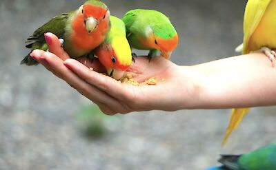 Colorful parakeets at feeding time, Jamaica. CC:El Sol Vida