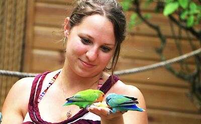 Feeding parakeets, Jamaica. CC:El Sol Vida