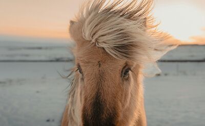 Horse at sunset. Gantas Vaiciulenas@Unsplash