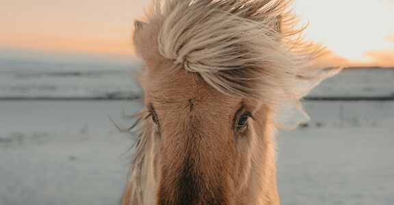 Horse on the beach. Gantas Vaiciulenas@Unsplash