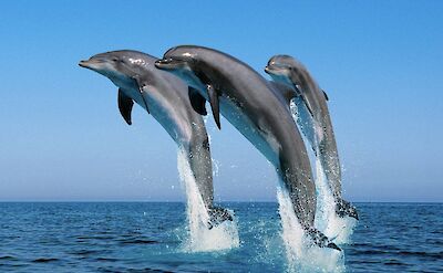 Dolphins jumping through the air, Jamaica. CC:El Sol Vida